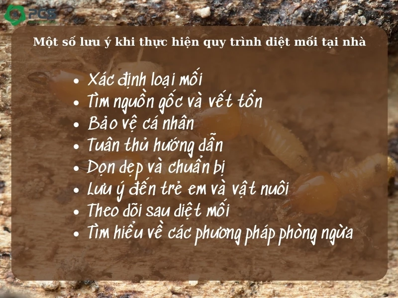 Quy trình diệt mối tại nhà 